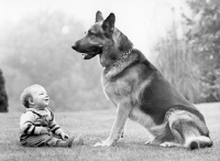 Picture of Trained German Shepherd Dog with toddler