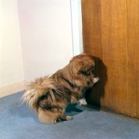 Picture of trained pekingese opening door