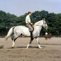 Picture of training a  hanoverian at celle