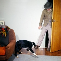 Picture of training a border collie to attack intruder for film work