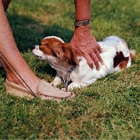 Picture of training a cavalier king charles spaniel 'down'
