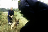 Picture of training a german shepherd dog for police work