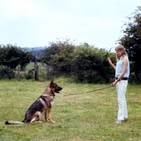 Picture of training a german shepherd dog