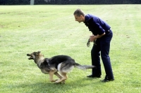 Picture of training a german shepherd dog for police work