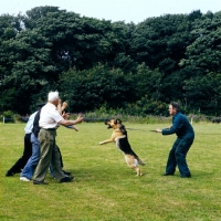 Picture of training a german shepherd dog at training centre