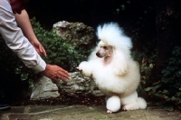 Picture of training a miniature poodle to shake hands