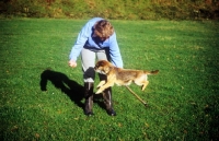 Picture of training, border terrier jumping a stick