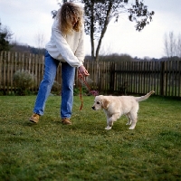 Picture of training golden retriever puppy