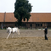 Picture of Training Hanoverian on the lunge at Celle