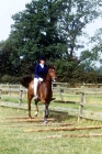Picture of training, trotting over poles