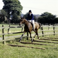 Picture of training, trotting over poles