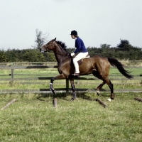 Picture of training, trotting over poles