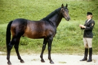 Picture of trakahner stallion, by Gharib, at marbach