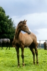 Picture of trakehner foal looking away