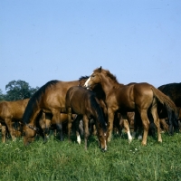 Picture of trakehner foal with mares at gestÃ¼t webelsgrÃ¼nd