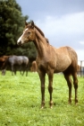 Picture of trakehner foal 