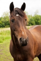 Picture of Trakehner horse standing in green field