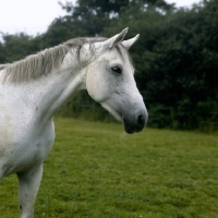 Picture of trakehner in field