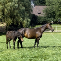 Picture of trakehner mare and foal at gestÃ¼t webelsgrund