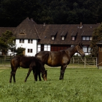 Picture of trakehner mare and foal at gestÃ¼t webelsgrund