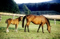 Picture of trakehner mare and foal in paddock at webelsgrund