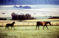 Picture of trakehner mare and foal in paddock at webelsgrund