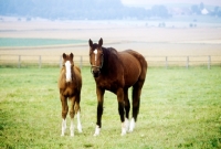 Picture of trakehner mare and foal in paddock at webelsgrund