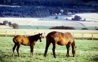 Picture of trakehner mare and foal in paddock at webelsgrund
