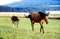 Picture of trakehner mare and foal walking in paddock at webelsgrund