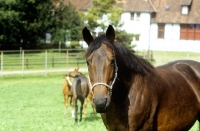 Picture of trakehner mare standing in a paddock at weblesgrund, germany