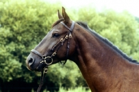 Picture of trakehner mare wearing a bridle