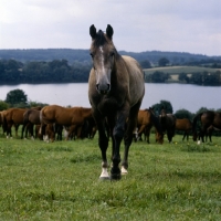 Picture of trakehner mare with group at trakehner gestÃ¼t rantzau