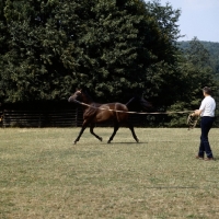 Picture of trakehner on lunging rein at gestÃ¼t webelsgrund
