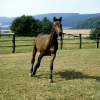 Picture of trakehner on lunging rein at webelsgrund