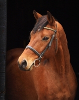 Picture of Trakehner portrait