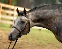 Picture of Trakehner profile