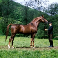 Picture of trakehner stallion at marbach with handler 