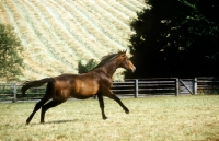 Picture of trakehner stallion running in a field at webelsgrund