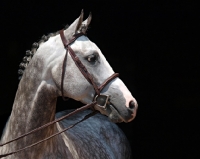 Picture of Trakehner, Welsh Pony in profile against black background
