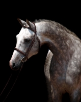 Picture of Trakehner, Welsh Pony on black background
