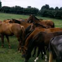 Picture of trakehners at trakehner gestÃ¼t rantzau