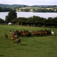 Picture of trakehners at trakehner gestÃ¼t rantzau