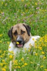 Picture of transmontano mastiff (cao de gado transmontano - portuguese flock guarddog), portrait