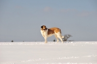 Picture of Transmontano Mastiff in snow