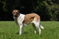 Picture of transmontano mastiff, portguese herder, on grass