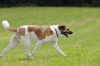 Picture of transmontano mastiff, portguese herder, trotting