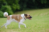 Picture of transmontano mastiff, portguese herder, running