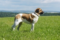 Picture of transmontano mastiff, portuguese herder, in field