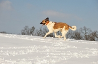 Picture of Transmontano Mastiff running in snow