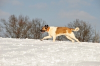 Picture of Transmontano Mastiff running